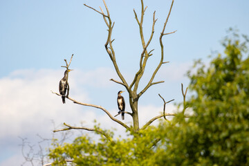 cormorants bird on a branch