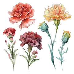 Set of Carnation watercolor paint