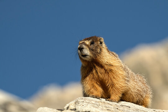Yellow-bellied marmot (Marmota flaviventris) in Snowy Range; Wyoming 