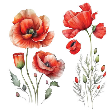 poppy flower watercolor paint collection
