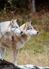 gray wolf lupus