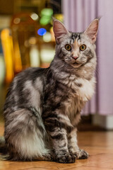 View of young Maine Coon cat