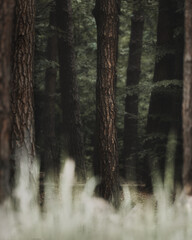 tree trunks among the dark forest (selective focus)