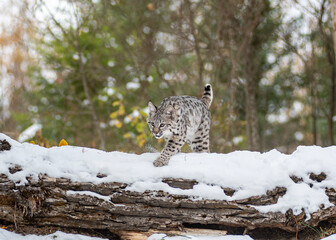 bobcat kitten