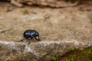 View of Anoplotrupes dung beetle in the Czech Republic