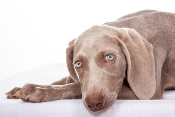 Beautiful green eyed Weimaraner puppy isolated on white background.