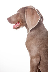 Beautiful green eyed Weimaraner puppy isolated on white background.
