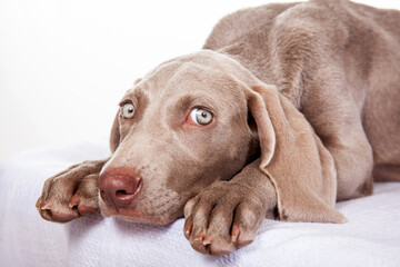 Beautiful green eyed Weimaraner puppy isolated on white background.