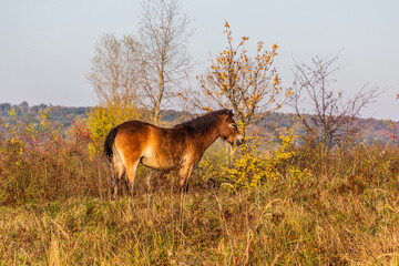 Naklejka premium Wild horse (Equus ferus) in a reserve near Milovice, Czechia