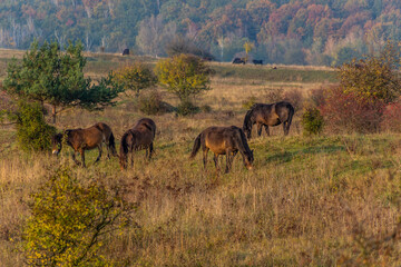 Obraz premium European wild horses (Equus ferus ferus) in Milovice Nature Reserve, Czech Republic