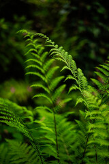 leaf © Filip
