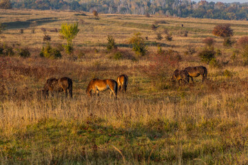 European wild horses (Equus ferus ferus) in Milovice Nature Reserve, Czech Republic