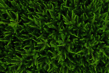 green grass background, nature photography, eco background, green leaves realistic seamless background