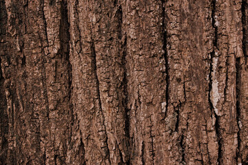 Old brown tree bark texture. Close up  wooden background
