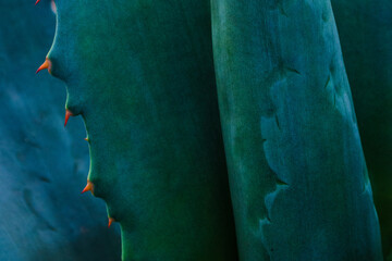 Macro green agave leaves with thorn background. 