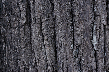 Fototapeta premium Old Grey Wood Tree Texture Pattern Background 
