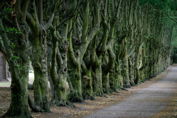 Fototapeta na wymiar Line of big green tree branches.