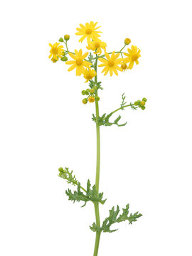 Yellow flowers of Eastern groundsel  plant isolated on white, Senecio vernalis