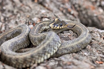 Grass snake (Natrix natrix), ringed snake in naural habitat