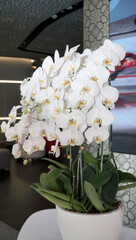 bunch of beautiful white orchid in a white vase, used for interior decoration
