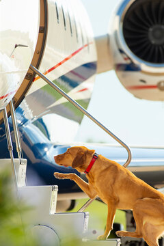 Family dog using stairs to board private jet at private airport 