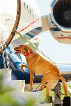 Family dog using stairs to board jet on tarmac at private airport 