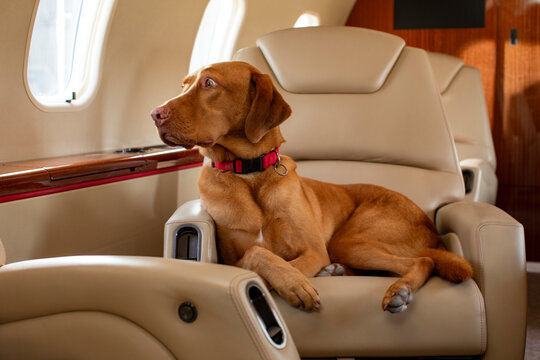 Family dog lying down on chair in cabin of private plane , looking out window looking a bit concerned 