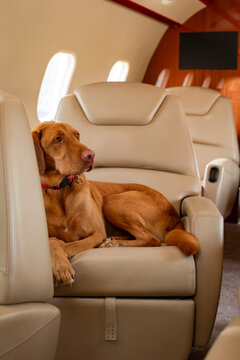 Family dog lying down on chair in cabin of private plane , looking off camera towards other side of plane 