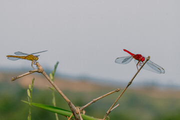 Twi dragonfly sitting on the branch 