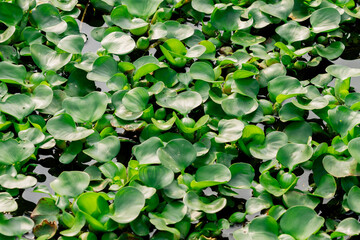 water hyacinth (Eichhornia crassipes) floating on the water (eceng gondok) 