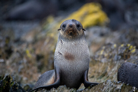 Baby fur seal resting on a beach in South Georgia Island