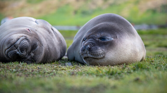 Two seals laying together in grass.