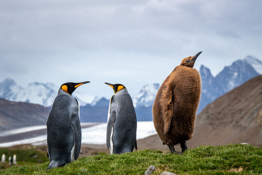 King Penguin chick standing with two adult King Penguins
