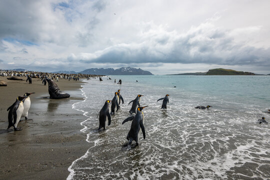 King Penguins seen running into water at beach