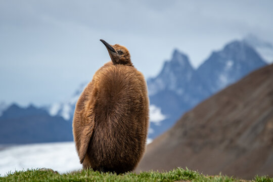 King Penguin chick standing in grass.