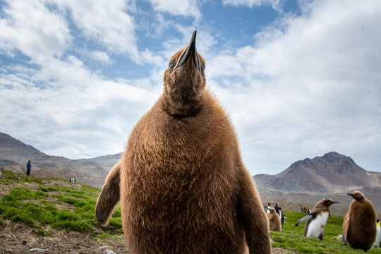 King Penguin chick with sky in background.