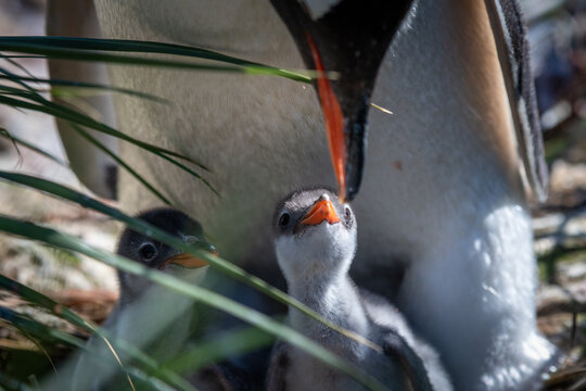 Two King Penguin chicks nestled underneath mother.