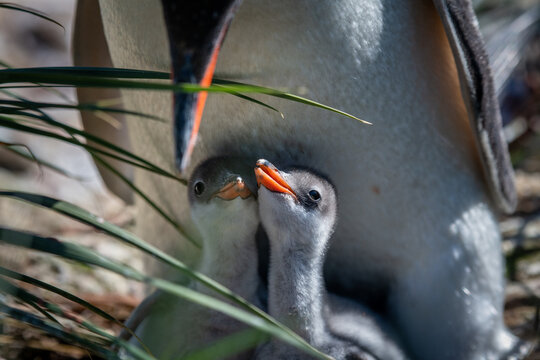 Two King Penguin chicks tucked underneath mother.
