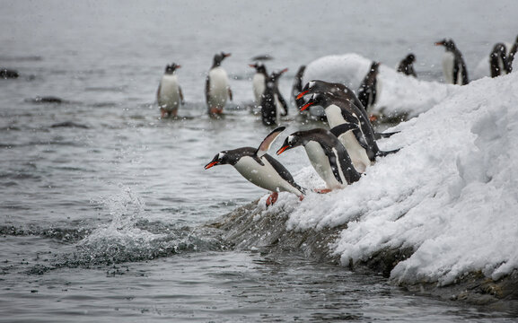 Colony of penguins diving from iceberg.