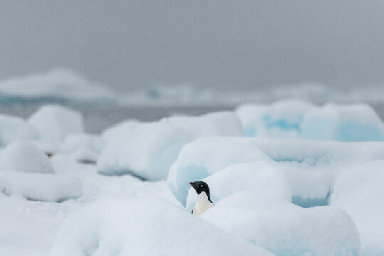 Small penguin looking over snow pile. Copyright Max Seigal Photography, www.maxwilderness.com