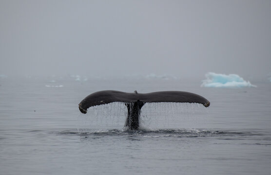 Whale tale emerging from water. Copyright Max Seigal Photography, www.maxwilderness.com