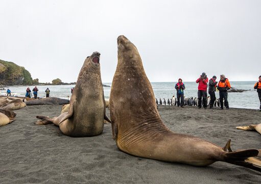 Two seals raised up and calling to each other.