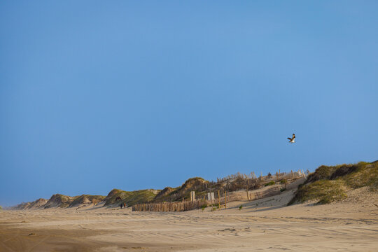 Beach and dunes, Corolla, Outer Banks, North Carolina