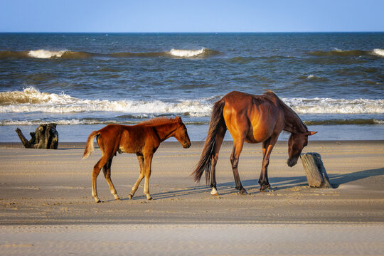 Wild horse and foal on the beach by the ocean, Corolla, Outer Banks, North Carolina