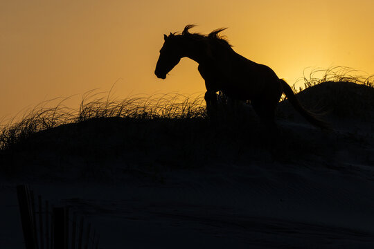Wild horse racing on the dune at sunrise, Outer Banks, North Carolina