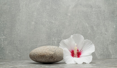 stones and plants for product presentation.white burgundy hibiscus flower and gray zen stones on...