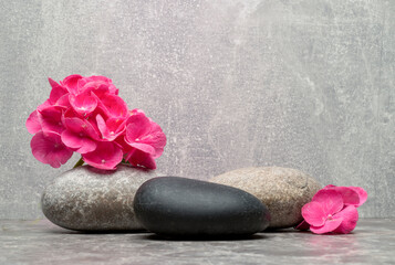 Obraz na płótnie Canvas tender beautiful pink hydrangea and zen stones on gray background for product presentation podium background