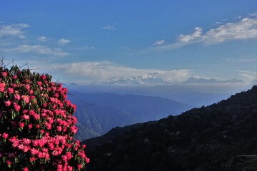 Vibrant blossomed Rhododendron stands tall in the foreground, framing the majestic peak of Mt. Kangchenjunga shrouded in ethereal clouds, creating a breathtaking Himalayan landscape.