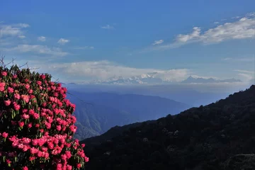 Keuken foto achterwand Kangchenjunga Vibrant blossomed Rhododendron stands tall in the foreground, framing the majestic peak of Mt. Kangchenjunga shrouded in ethereal clouds, creating a breathtaking Himalayan landscape.