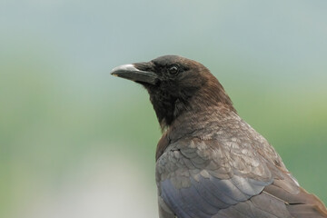 Close Up of a Crow - 628308838